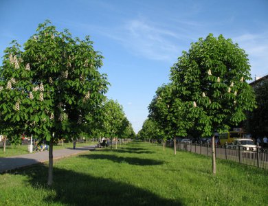 Аллея из каштанов фото