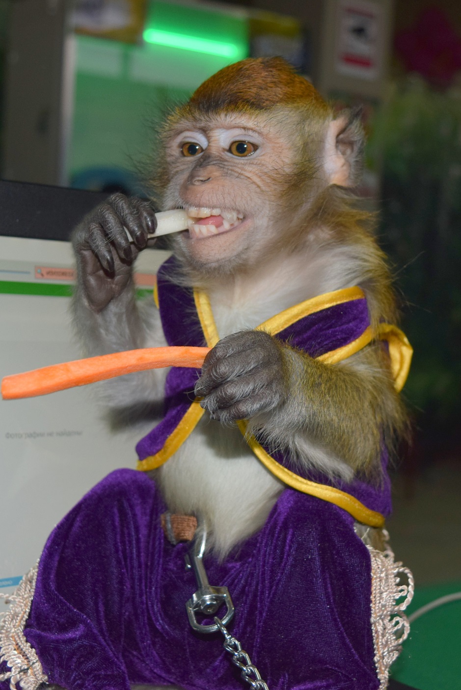 Продажа обезьян. Капуцин обезьяна. Домашняя обезьянка. Продается обезьянка. Обезьянка с мандаринкой.