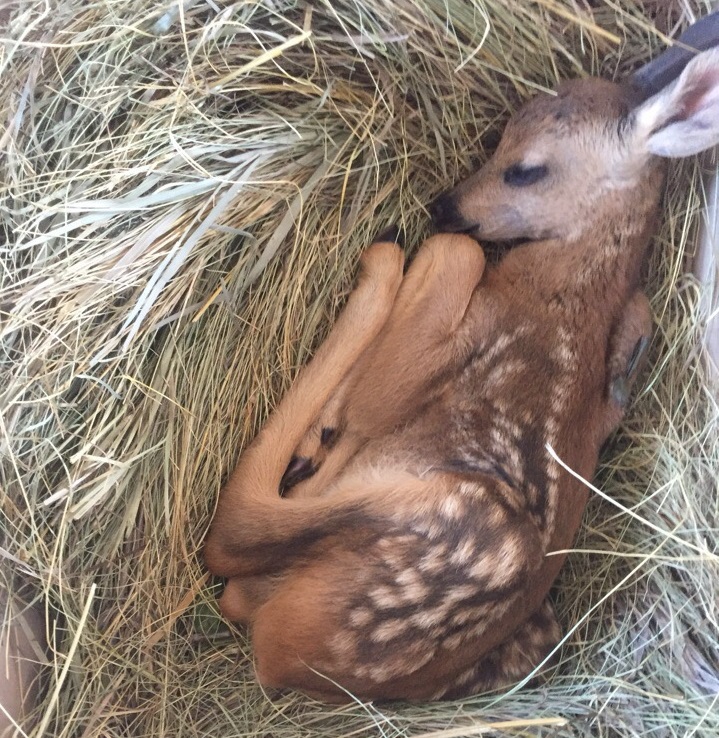 Новорожденный олененок фото