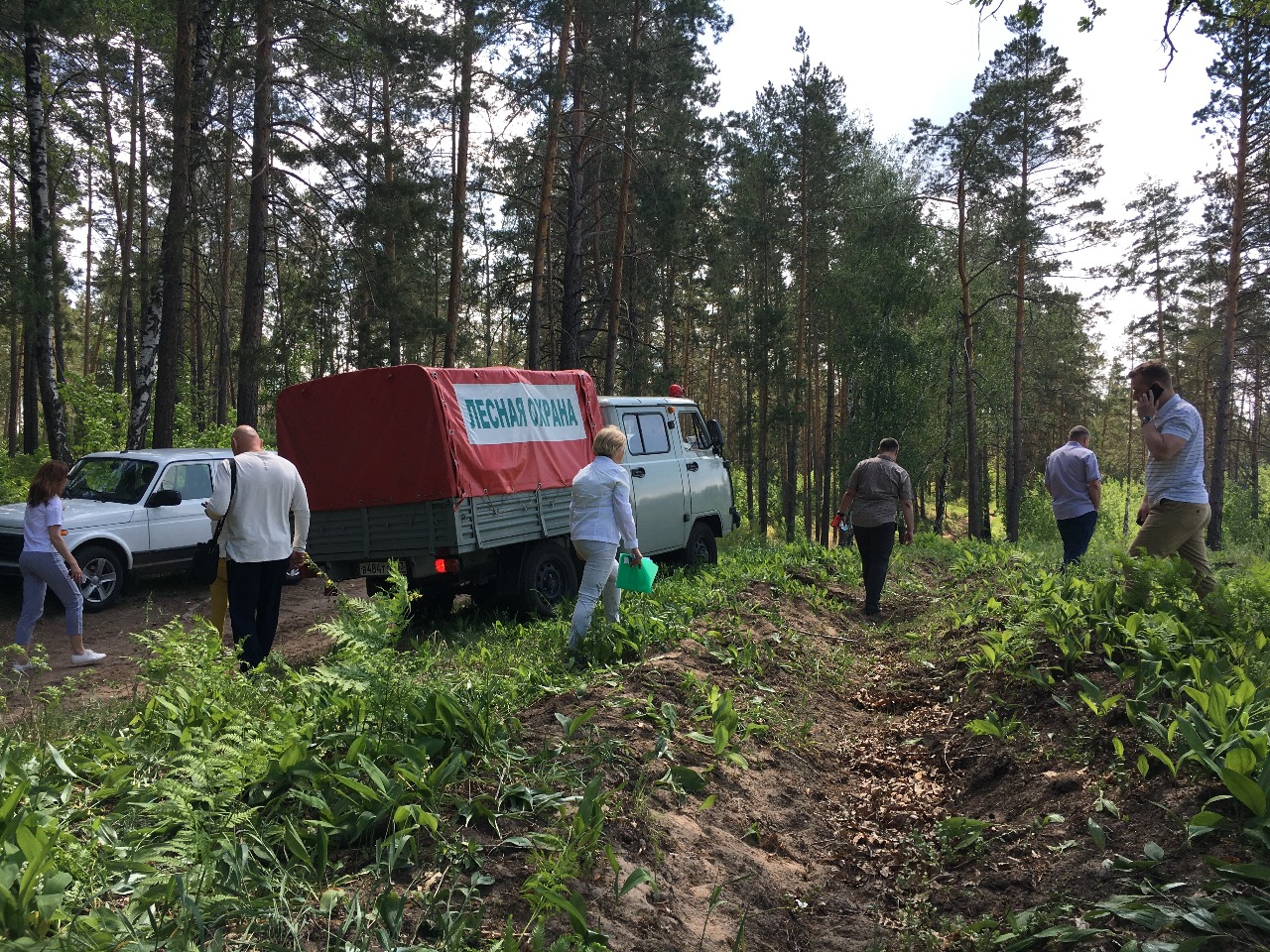 Депутаты проверили, как идет восстановление леса в Тольятти | TLT.ru -  Новости Тольятти