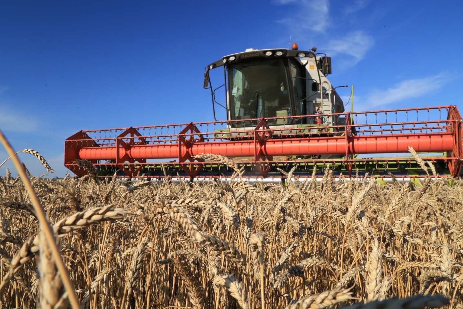 В Самарской области убрано более 1 миллиона гектаров зерновых | TLT .