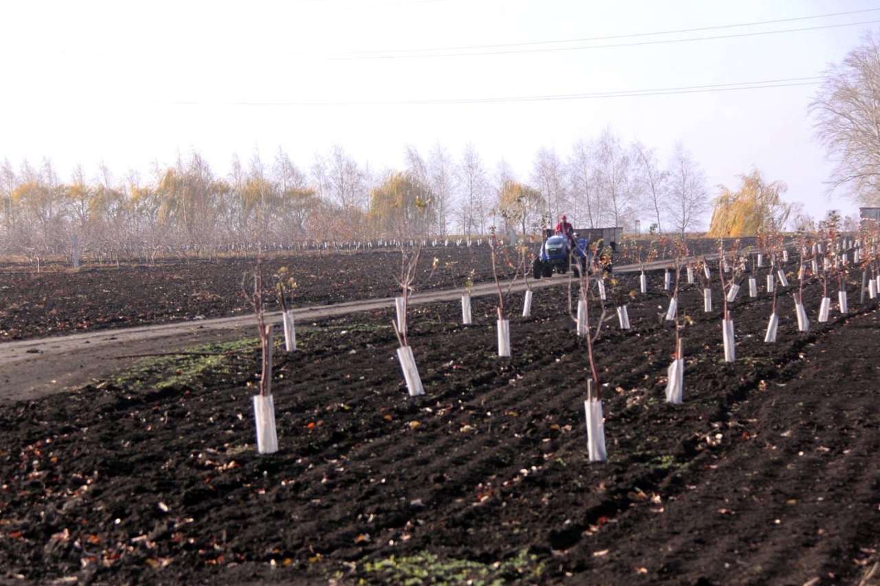 Сургутское Садоводство Самарской области