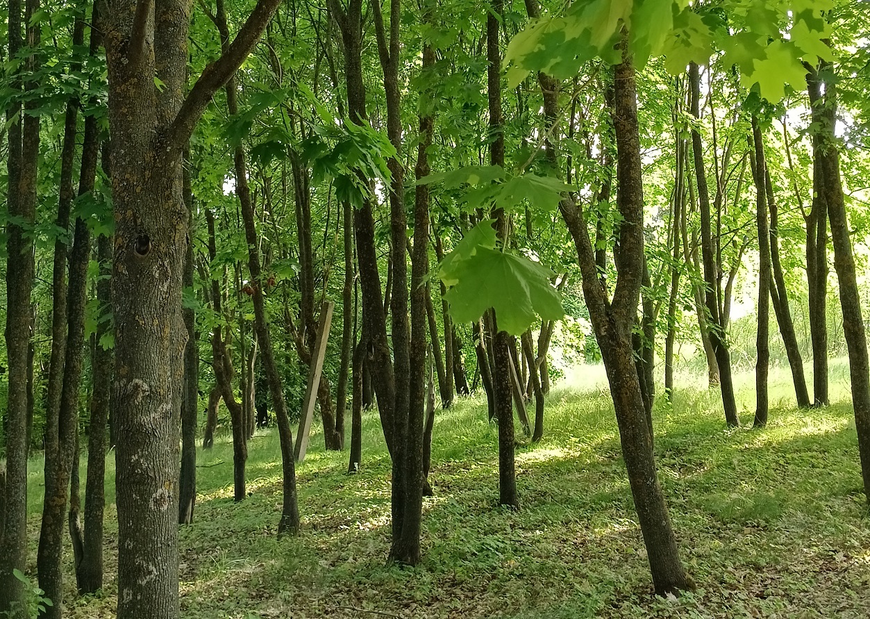 Дерево самара