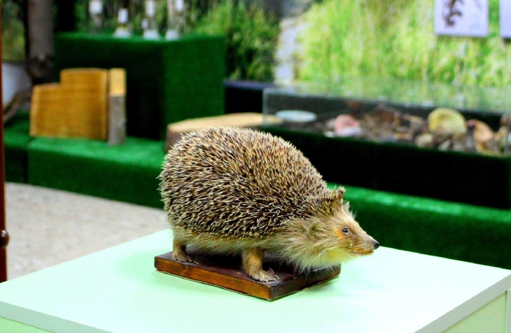 Численность животных в россии. Половой диморфизм жук олень. Стадо кабанов вепрь. Большая панда енотовые. Большая и малая панда.