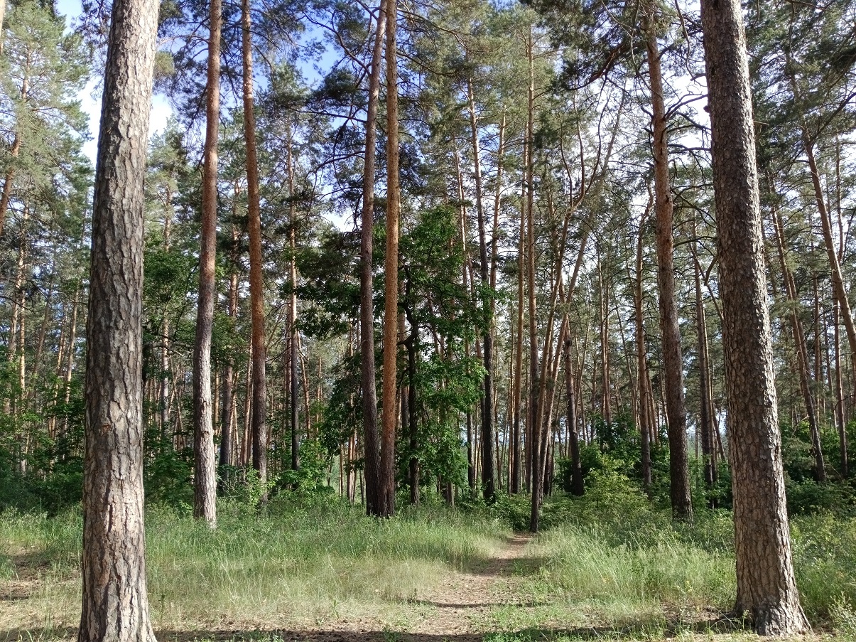 Продлен запрет на пребывание граждан в лесах Самарской области | 20.06.2024  | Тольятти - БезФормата